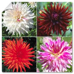 Dahlia variabilis